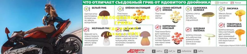 где найти   Ардатов  Псилоцибиновые грибы GOLDEN TEACHER 